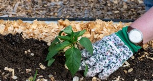 トウガラシの収量を最大化する:苗を移植するための重要な手順 
