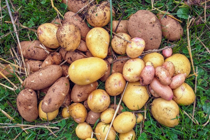Coltivare le patate in un secchio da 5 galloni:una guida per principianti 
