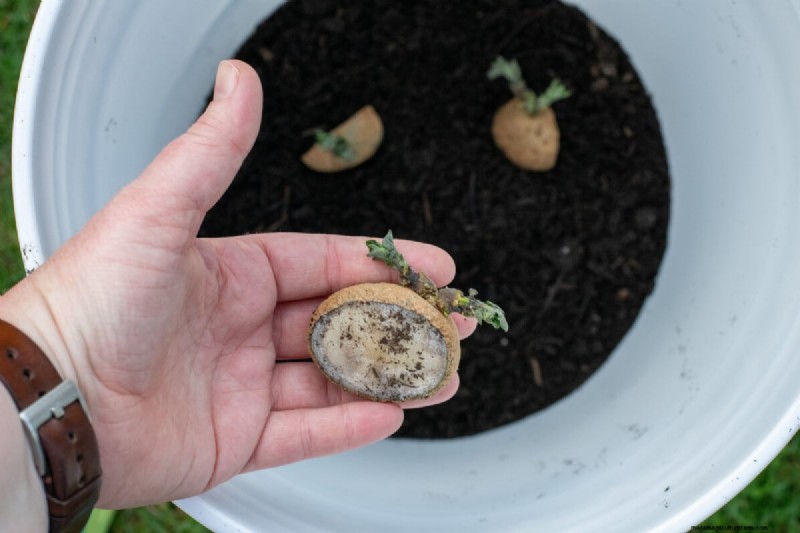 Coltivare le patate in un secchio da 5 galloni:una guida per principianti 