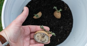 Kweek aardappelen in een emmer van 5 gallon:een beginnershandleiding 