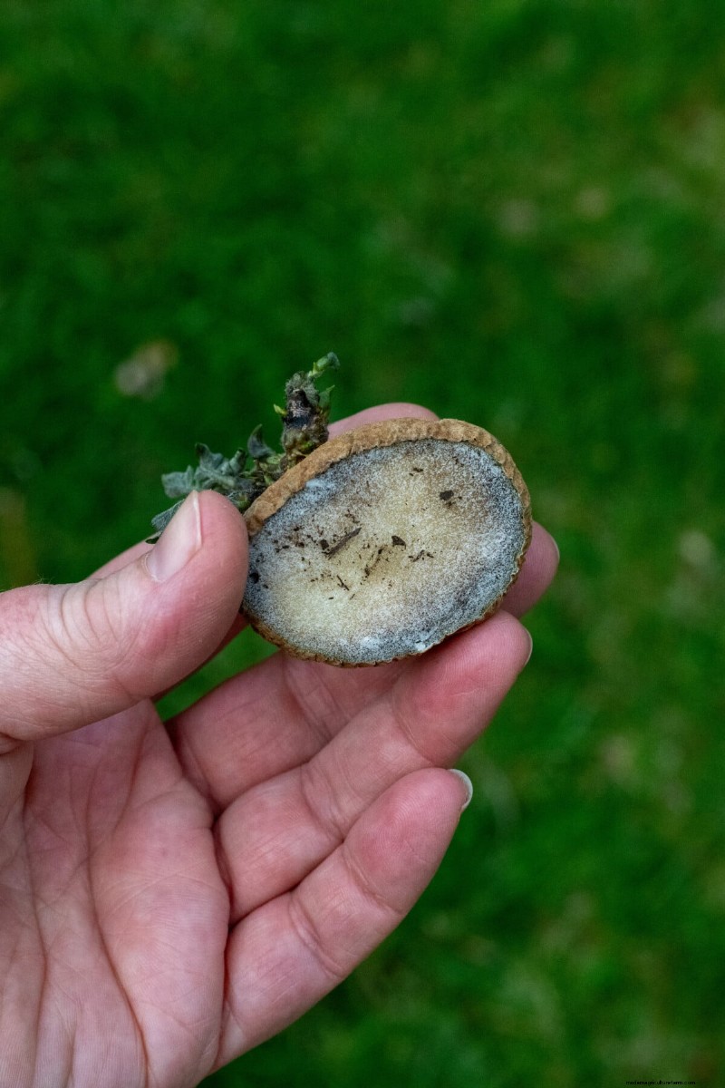 Coltivare le patate in un secchio da 5 galloni:una guida per principianti 
