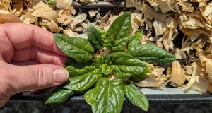 Vermijd veelvoorkomende fouten bij het planten in de lente:een tuinmangids 