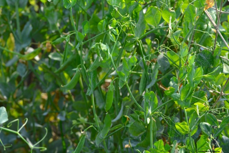 Vermijd veelvoorkomende fouten bij het planten in de lente:een tuinmangids 