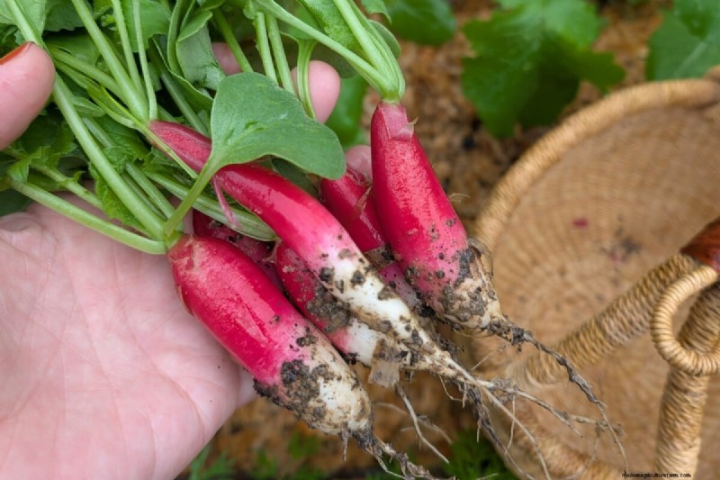 Vermijd veelvoorkomende fouten bij het planten in de lente:een tuinmangids 