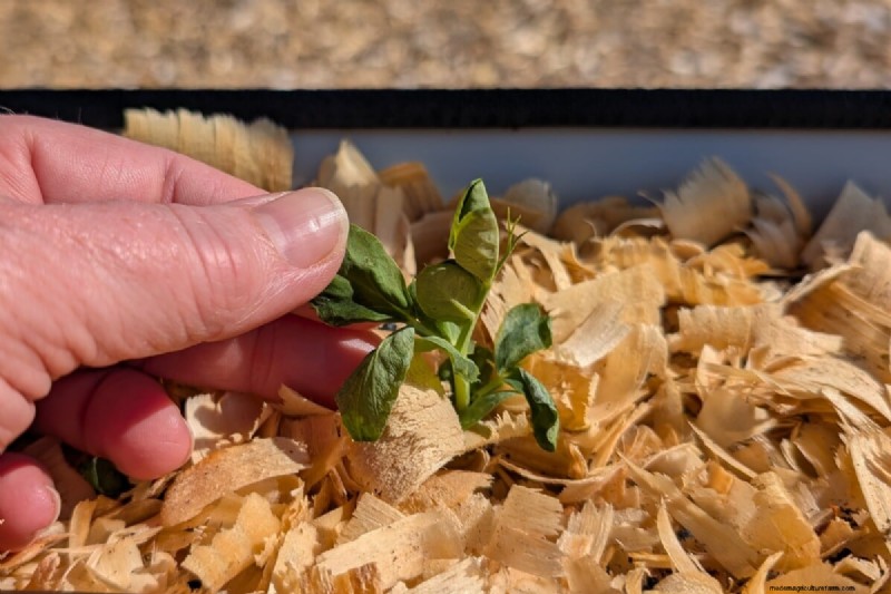 Vermijd veelvoorkomende fouten bij het planten in de lente:een tuinmangids 