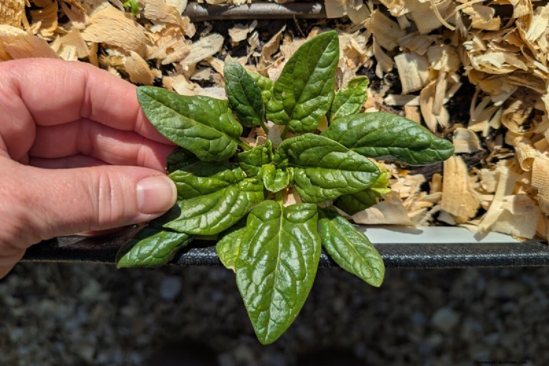 Vermijd veelvoorkomende fouten bij het planten in de lente:een tuinmangids 