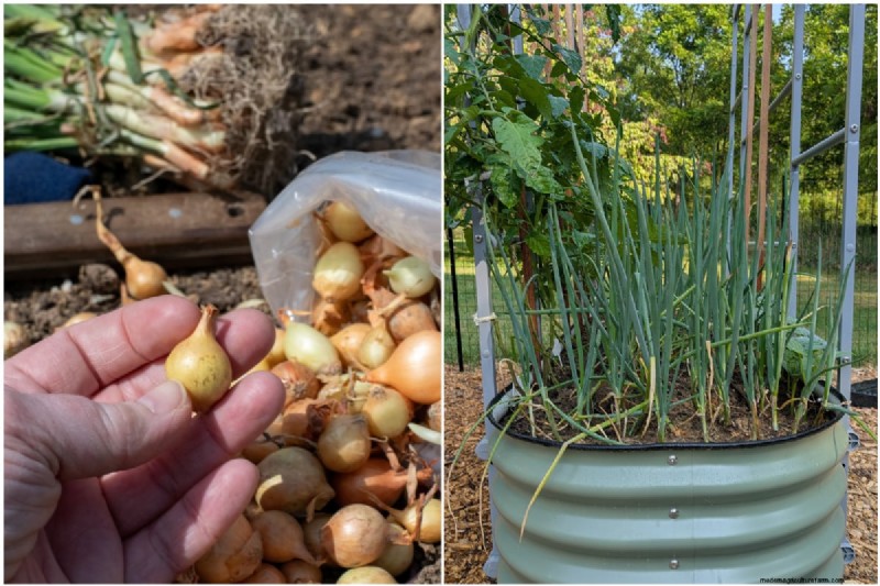 Perfekte Zwiebeln anbauen:Ein Leitfaden für Anfänger für reiche Ernten 