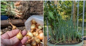 Perfekte Zwiebeln anbauen:Ein Leitfaden für Anfänger für reiche Ernten 