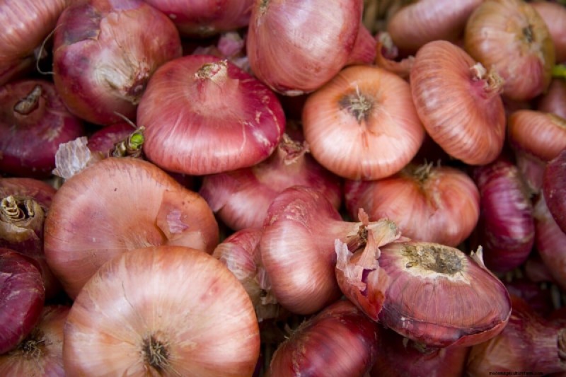 Perfekte Zwiebeln anbauen:Ein Leitfaden für Anfänger für reiche Ernten 