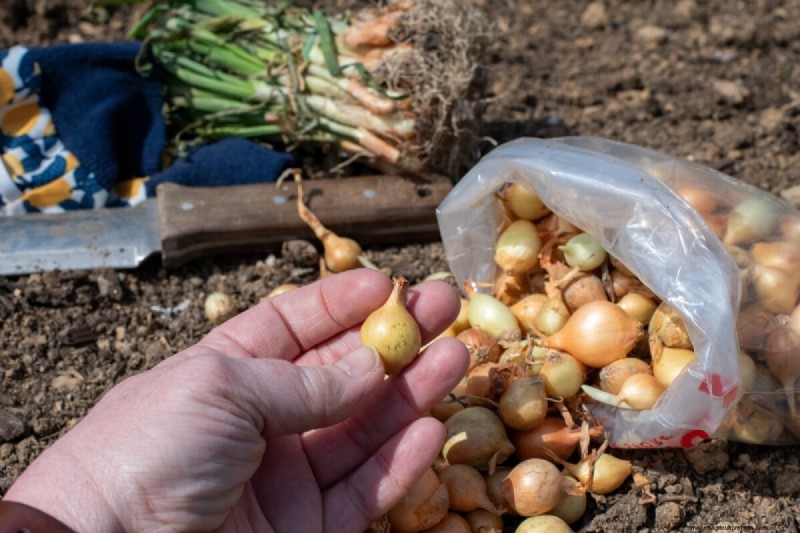 Perfekte Zwiebeln anbauen:Ein Leitfaden für Anfänger für reiche Ernten 