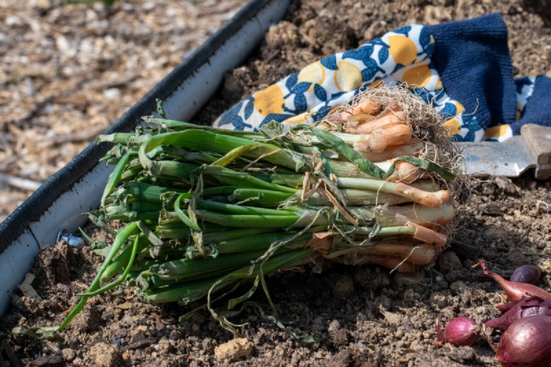 Perfekte Zwiebeln anbauen:Ein Leitfaden für Anfänger für reiche Ernten 