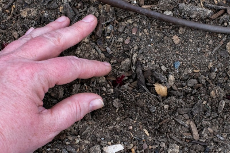 Perfekte Zwiebeln anbauen:Ein Leitfaden für Anfänger für reiche Ernten 