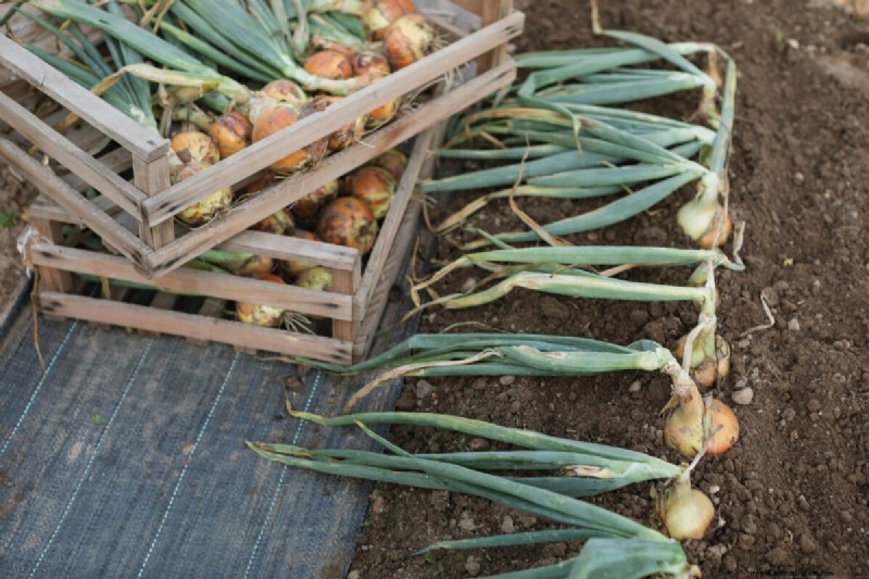 Perfekte Zwiebeln anbauen:Ein Leitfaden für Anfänger für reiche Ernten 