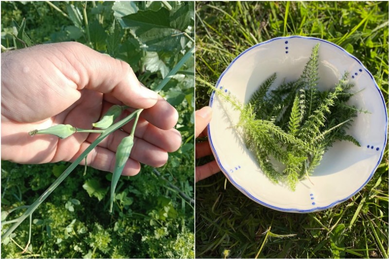Sblocca la ricompensa del giardino nascosto:20 raccolti inaspettati 