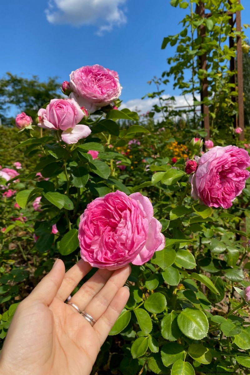 Sblocca la ricompensa del giardino nascosto:20 raccolti inaspettati 