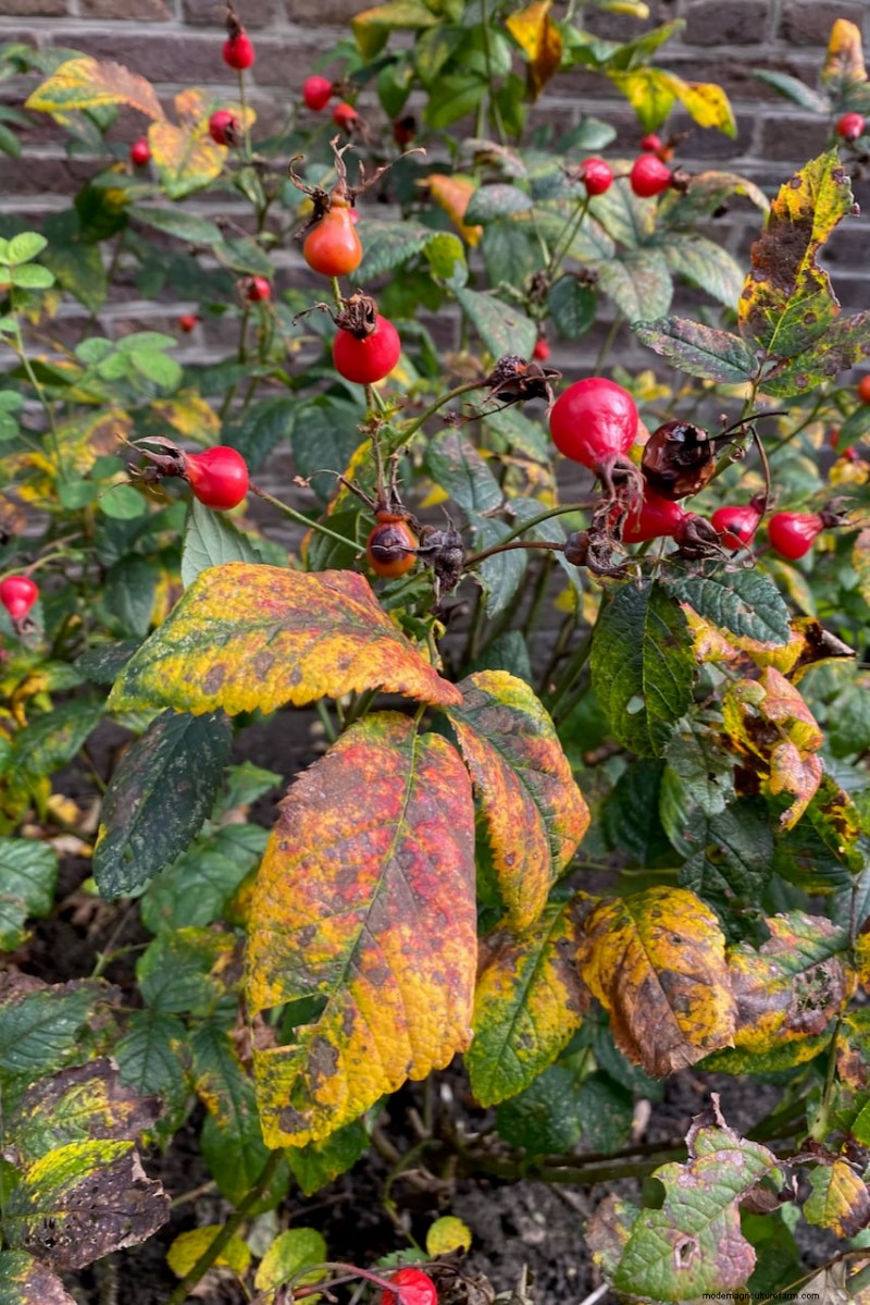 Sblocca la ricompensa del giardino nascosto:20 raccolti inaspettati 