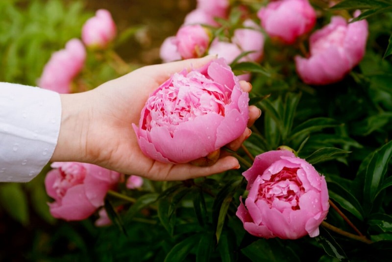 Sblocca la ricompensa del giardino nascosto:20 raccolti inaspettati 