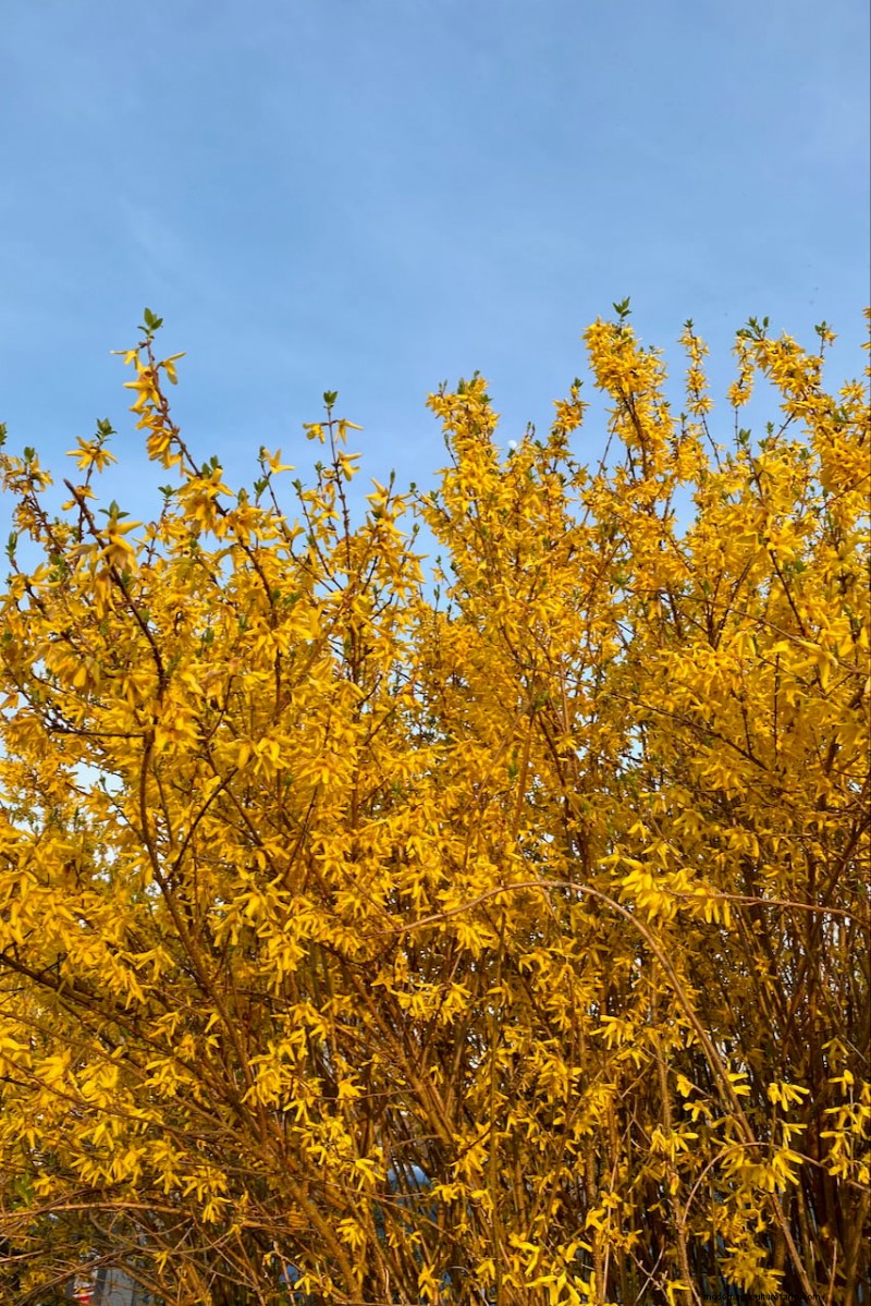Sblocca la ricompensa del giardino nascosto:20 raccolti inaspettati 