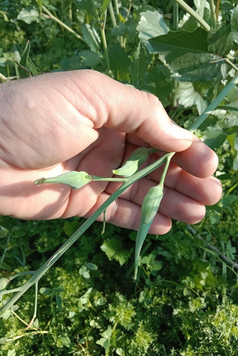 Sblocca la ricompensa del giardino nascosto:20 raccolti inaspettati 
