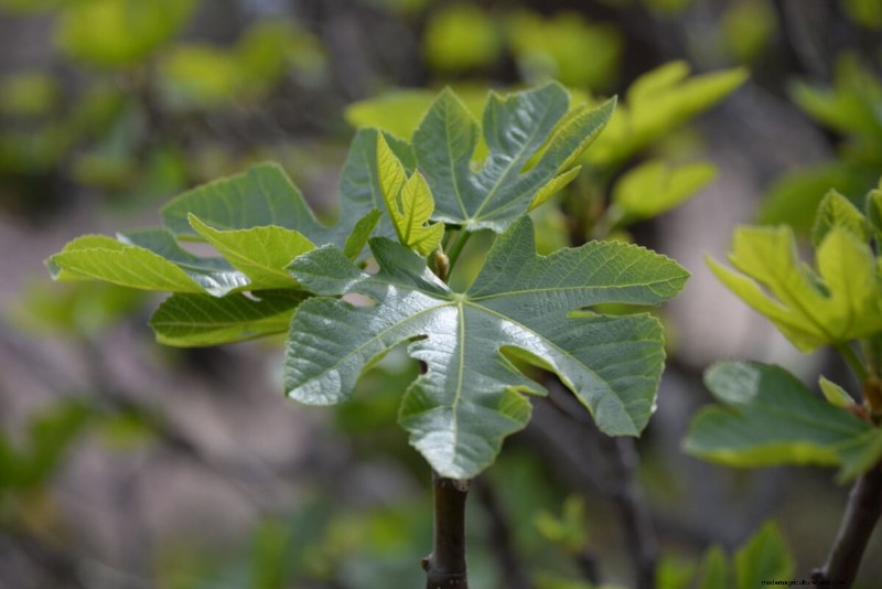 Sblocca la ricompensa del giardino nascosto:20 raccolti inaspettati 