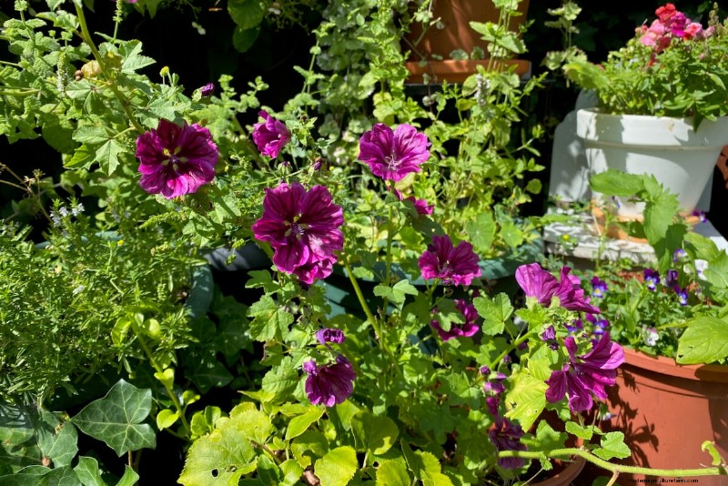 Sblocca la ricompensa del giardino nascosto:20 raccolti inaspettati 