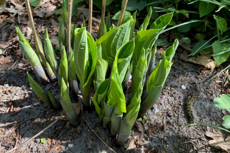 Sblocca la ricompensa del giardino nascosto:20 raccolti inaspettati 
