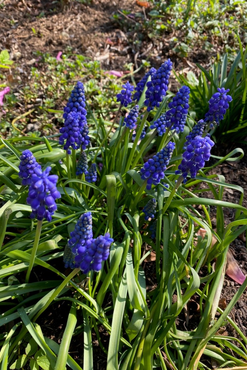 Sblocca la ricompensa del giardino nascosto:20 raccolti inaspettati 