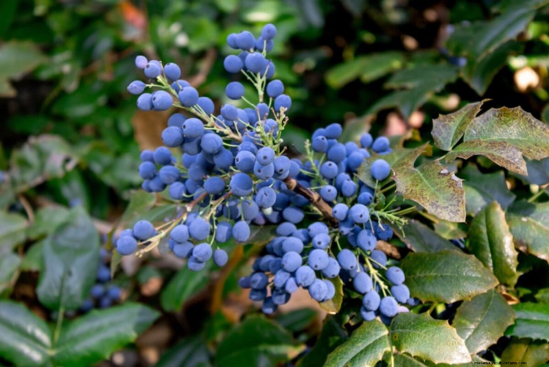Sblocca la ricompensa del giardino nascosto:20 raccolti inaspettati 