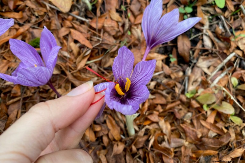 Sblocca la ricompensa del giardino nascosto:20 raccolti inaspettati 