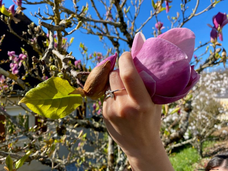 Sblocca la ricompensa del giardino nascosto:20 raccolti inaspettati 