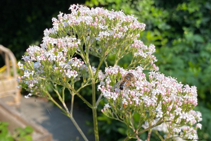 Sblocca la ricompensa del giardino nascosto:20 raccolti inaspettati 