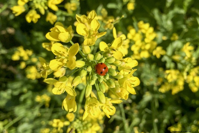 Sblocca la ricompensa del giardino nascosto:20 raccolti inaspettati 