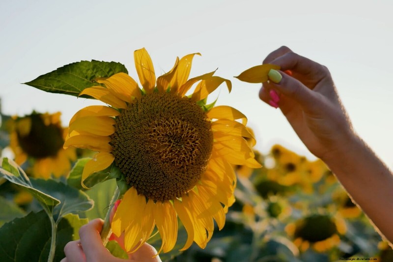 Sblocca la ricompensa del giardino nascosto:20 raccolti inaspettati 