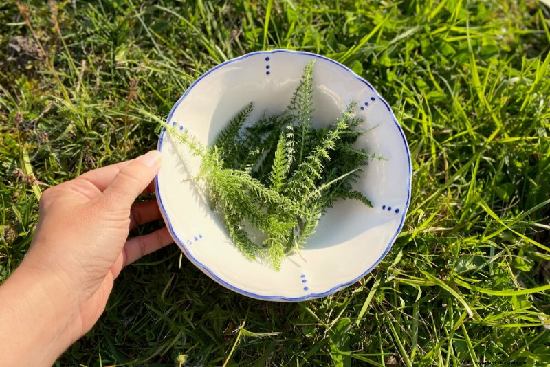 Sblocca la ricompensa del giardino nascosto:20 raccolti inaspettati 