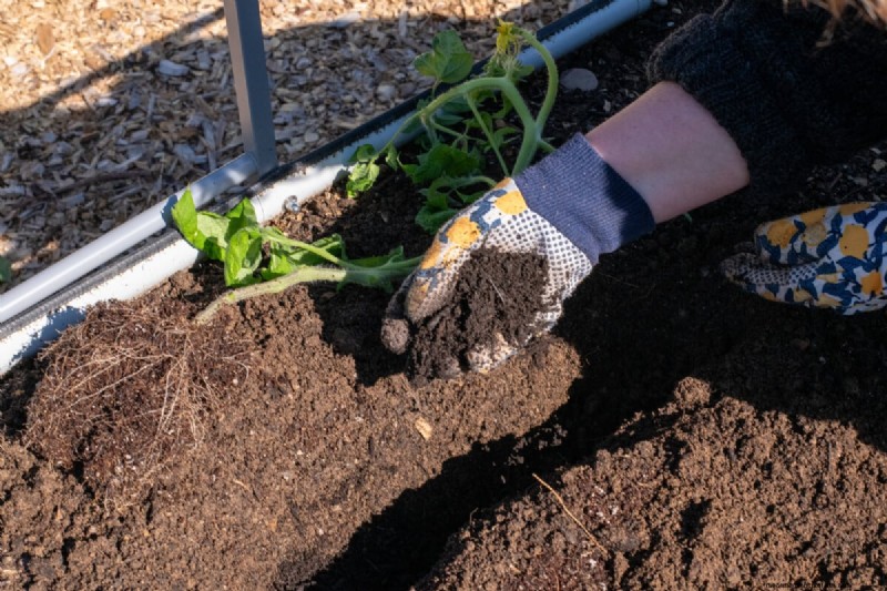 Boost de tomatengroei:essentiële wijzigingen voor het planten 