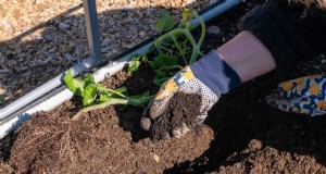 Boost de tomatengroei:essentiële wijzigingen voor het planten 