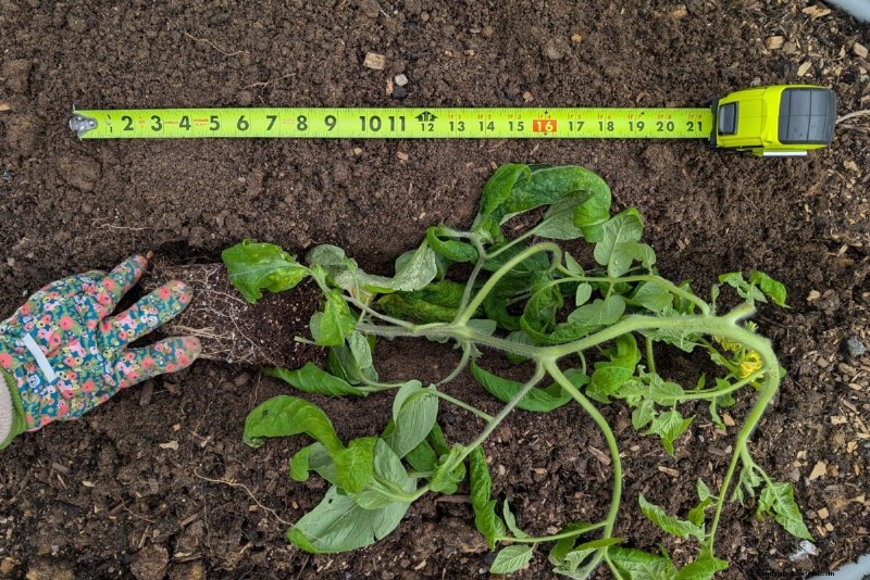 Boost de tomatengroei:essentiële wijzigingen voor het planten 