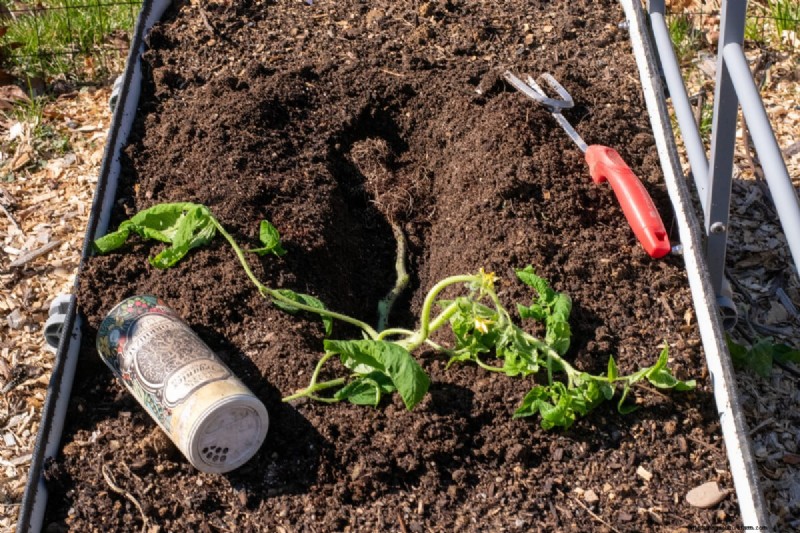 Boost de tomatengroei:essentiële wijzigingen voor het planten 