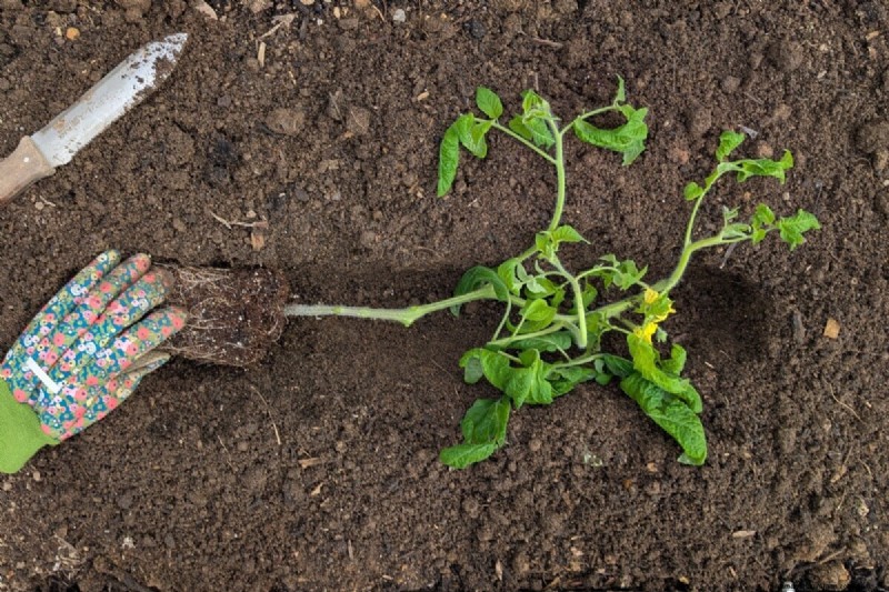 Boost de tomatengroei:essentiële wijzigingen voor het planten 