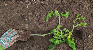 Plantio lateral de tomate:uma técnica de jardinagem comprovada 