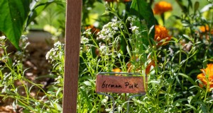 Jenseits von Ringelblumen:Die besten Begleitpflanzen für gesunde Tomaten 