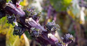 Kalettes:um híbrido de couve superior para cozimento e sabor mais fáceis 