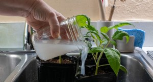 Acqua di riso per le piante:benefici, benefici e come utilizzare 