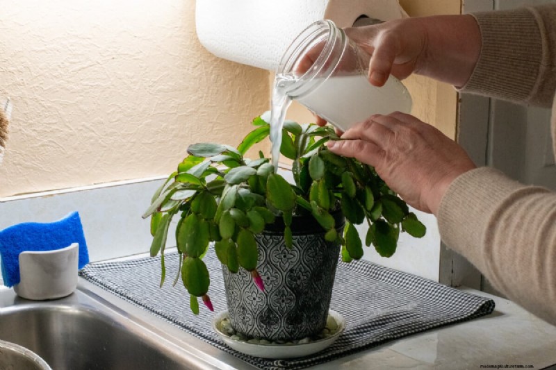 Reiswasser für Pflanzen:Vorteile, Vorteile und Verwendung 