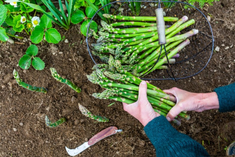 Langfristige Ernten:14 mehrjährige Gemüsesorten für einen nachhaltigen Garten 
