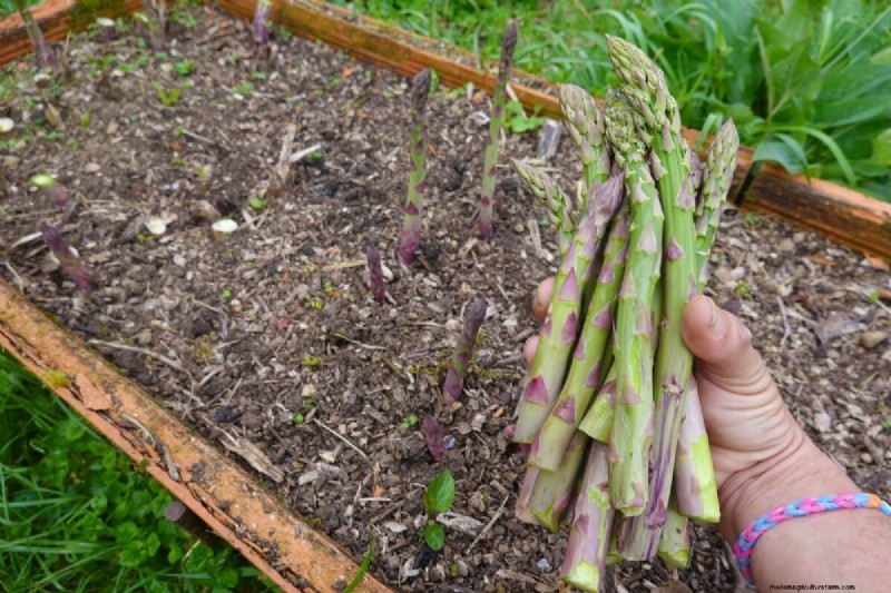 Langfristige Ernten:14 mehrjährige Gemüsesorten für einen nachhaltigen Garten 