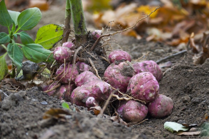 Langfristige Ernten:14 mehrjährige Gemüsesorten für einen nachhaltigen Garten 