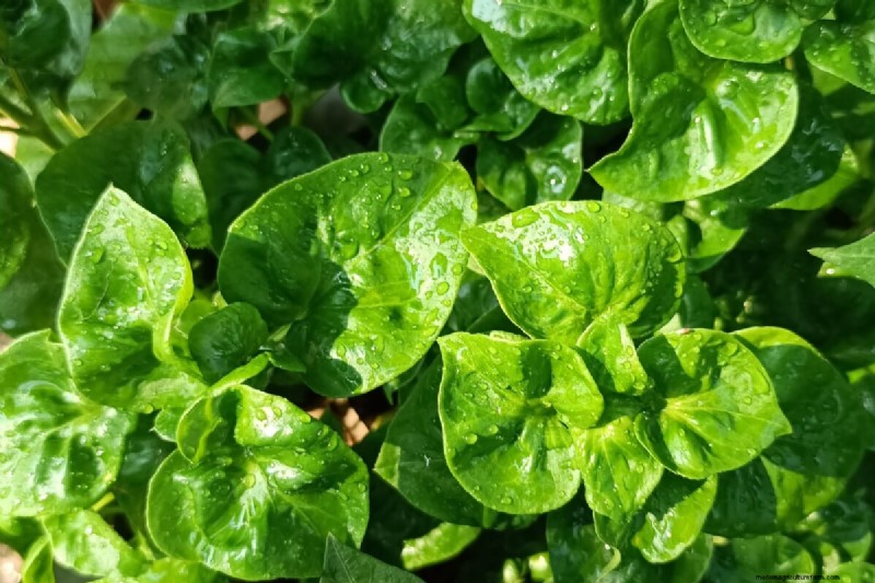 Langfristige Ernten:14 mehrjährige Gemüsesorten für einen nachhaltigen Garten 