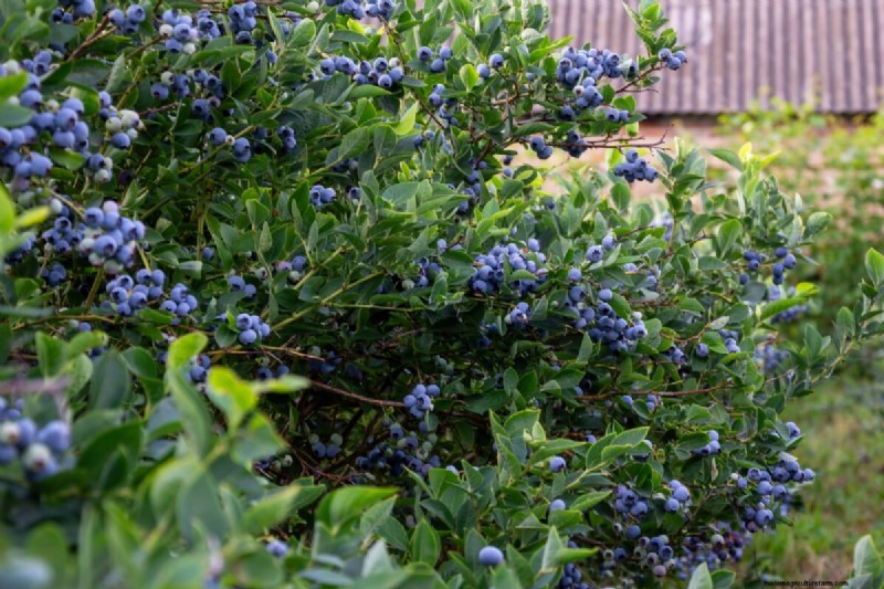 Guida alla coltivazione dei mirtilli:consigli essenziali per i giardinieri domestici 