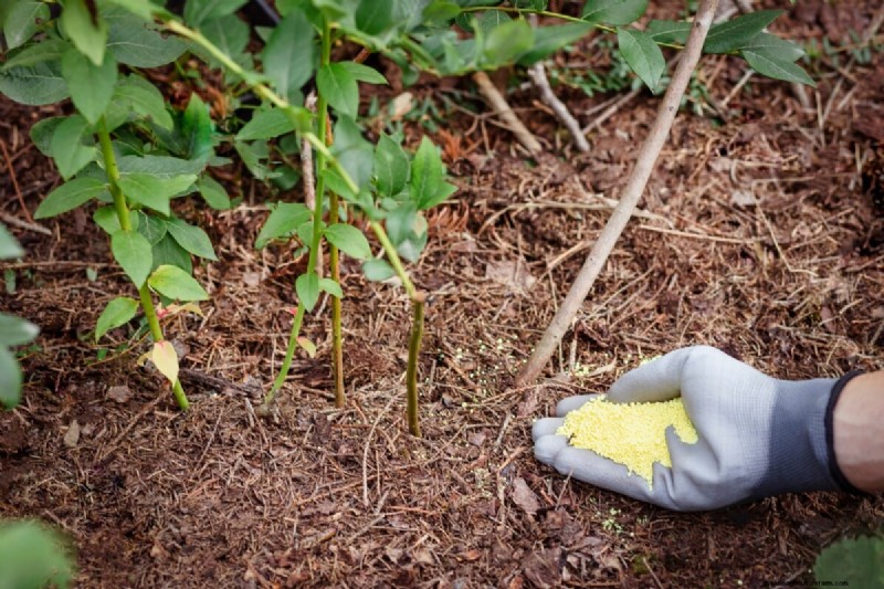 Guida alla coltivazione dei mirtilli:consigli essenziali per i giardinieri domestici 